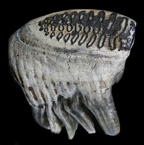 Juvenile Woolly Mammoth Molar - North Sea Deposits #35703